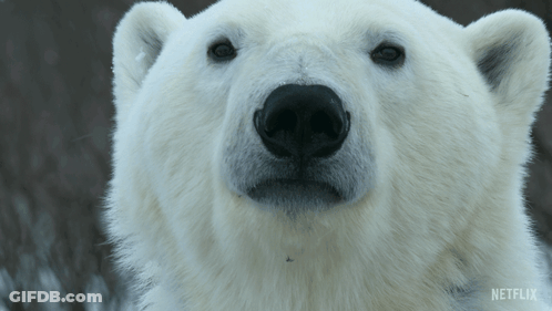 A Close Up Of A Polar Bear 'S Face With Netflix Written On The Bottom GIF