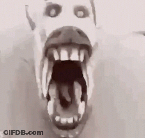 A Close Up Of A Polar Bear 'S Mouth With Its Mouth Open . GIF