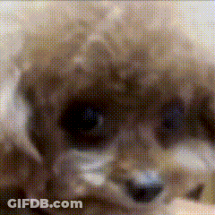 A Close Up Of A Poodle 'S Face With A Blurry Background GIF