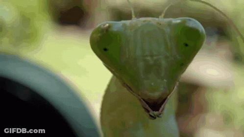 A Close Up Of A Praying Mantis ' Face With A Blurry Background GIF