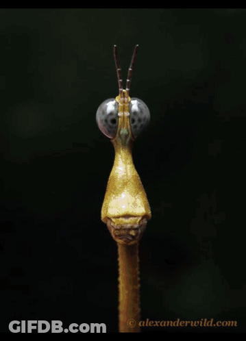 A Close Up Of A Praying Mantis Hanging From A Plant . GIF