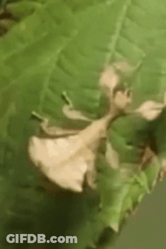 A Close Up Of A Praying Mantis Sitting On A Green Leaf . GIF