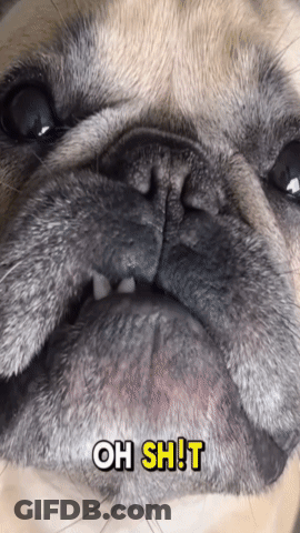 A Close Up Of A Pug Dog 'S Face With The Words Oh Shit In Yellow Letters GIF