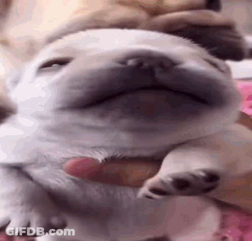 A Close Up Of A Pug Puppy Sleeping On A Pink Blanket . GIF