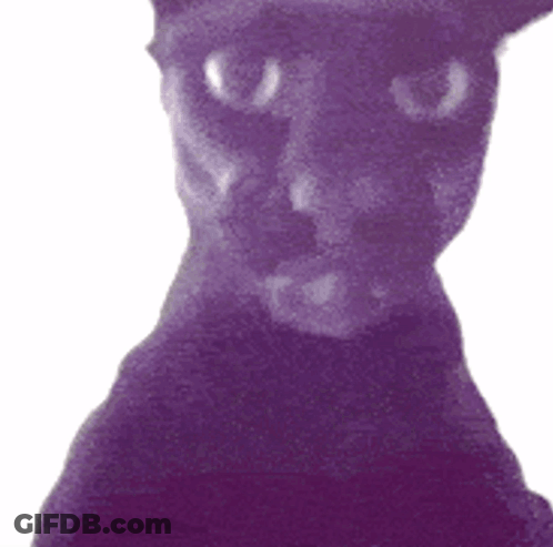 A Close Up Of A Purple Cat 'S Face With A White Background GIF
