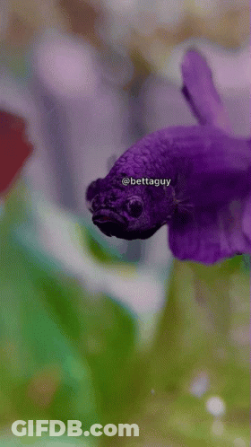 A Close Up Of A Purple Fish With The Name Bettaguy On It GIF