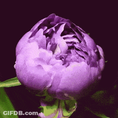 A Close Up Of A Purple Flower Against A Black Background GIF