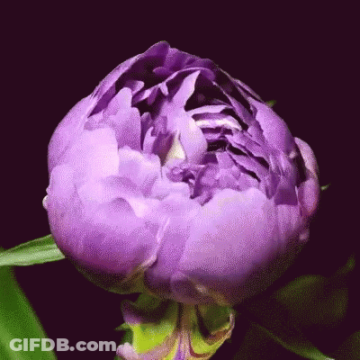 A Close Up Of A Purple Flower On A Black Background GIF