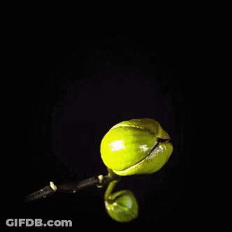 A Close Up Of A Purple Flower With A Green Stem GIF