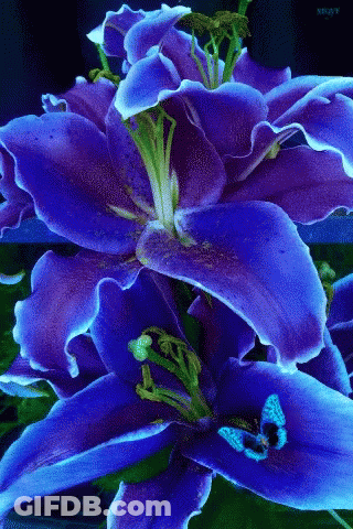 A Close Up Of A Purple Flower With A Green Stem GIF
