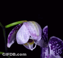 A Close Up Of A Purple Flower With A Yellow Center GIF