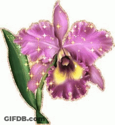 A Close Up Of A Purple Flower With A Yellow Center GIF
