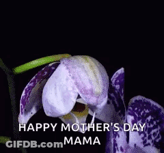 A Close Up Of A Purple Flower With The Words `` Happy Mother 'S Day Mama '' On It . GIF