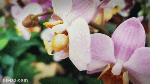 A Close Up Of A Purple Flower With Yellow Center GIF