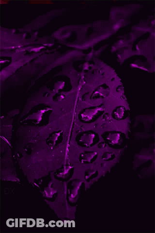 A Close Up Of A Purple Leaf With Water Drops GIF