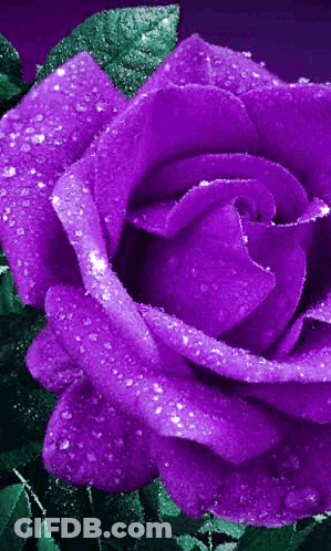 A Close Up Of A Purple Rose With Water Drops On It 'S Petals GIF