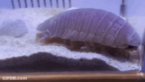 A Close Up Of A Purple Worm In A Glass Tank GIF