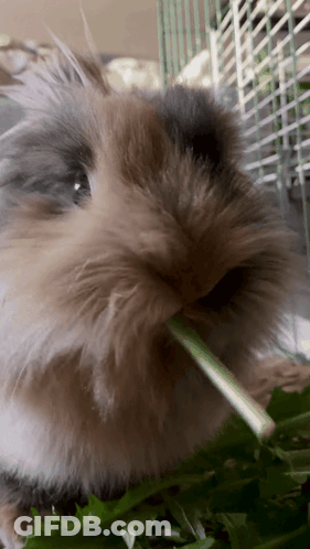 A Close Up Of A Rabbit Eating A Piece Of Green Grass GIF