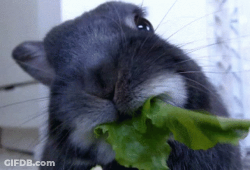 A Close Up Of A Rabbit Eating Lettuce GIF