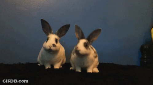 A Close Up Of A Rabbit 'S Face Looking At The Camera GIF