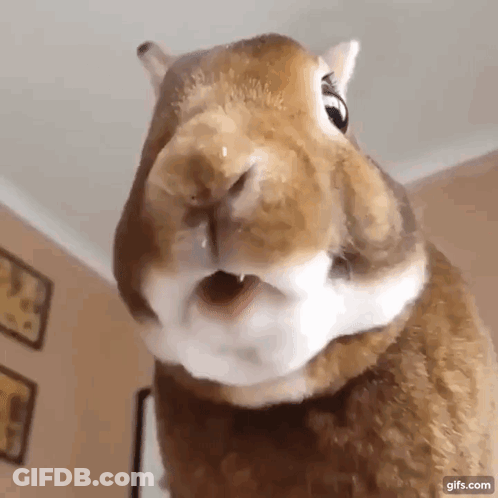 A Close Up Of A Rabbit 'S Face With Its Mouth Open And A Drop Of Water On Its Nose . GIF