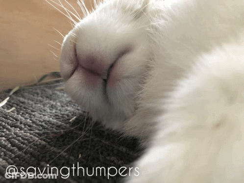 A Close Up Of A Rabbit 'S Nose With The Words @Savingthumpers Written Below It GIF