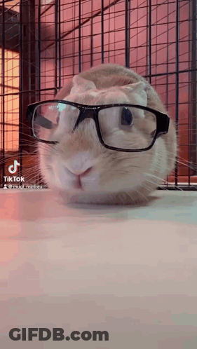A Close Up Of A Rabbit Wearing Glasses With Tik Tok Written On The Bottom GIF