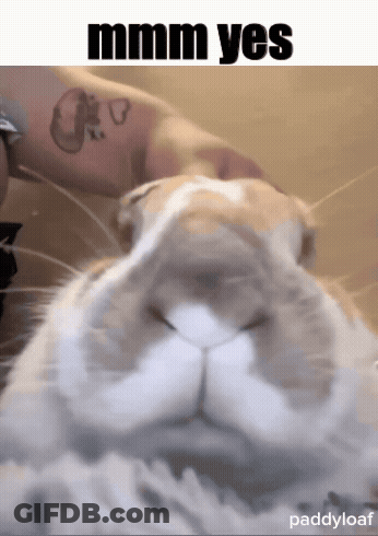 A Close Up Of A Rabbit With A Caption That Says " Mmmm Yes " GIF