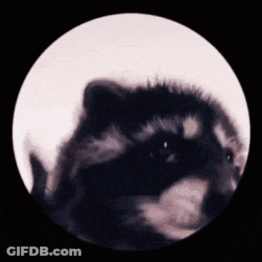 A Close Up Of A Raccoon In A Circle With A Black Background GIF
