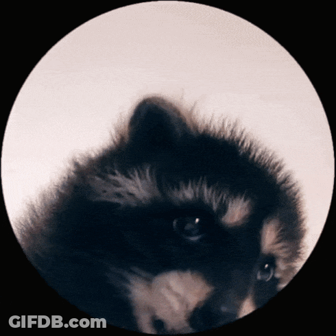 A Close Up Of A Raccoon In A Circle With A White Background GIF