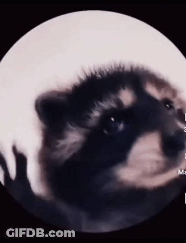 A Close Up Of A Raccoon In A Circle With The Letter M In The Corner GIF