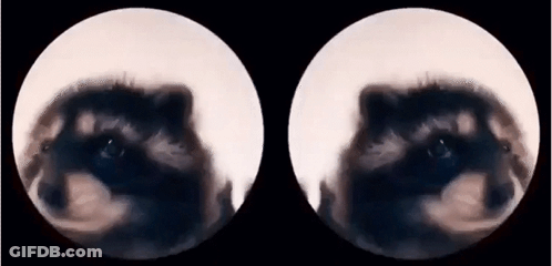 A Close Up Of A Raccoon 'S Eyes In Two Circles GIF