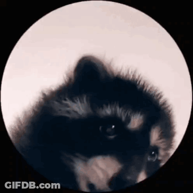 A Close Up Of A Raccoon 'S Face In A Circle . GIF