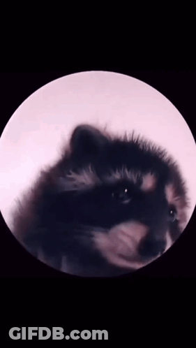 A Close Up Of A Raccoon 'S Face In Front Of A Full Moon GIF
