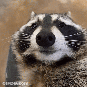 A Close Up Of A Raccoon 'S Face With Its Eyes Closed GIF