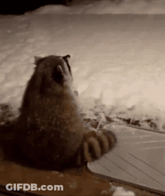A Close Up Of A Raccoon 'S Paw On A Table In The Snow GIF