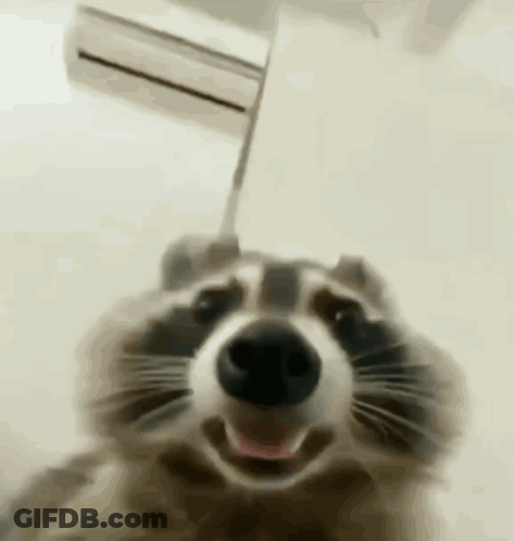 A Close Up Of A Raccoon Smiling With Its Tongue Out . GIF