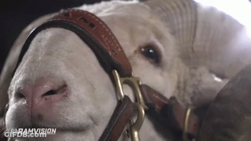 A Close Up Of A Ram 'S Face With The Word Ramvision In The Lower Right Corner GIF