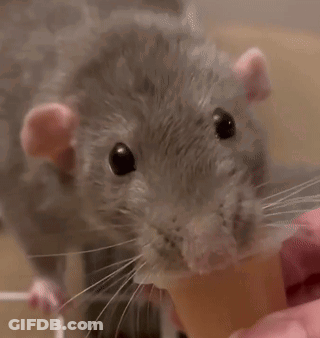 A Close Up Of A Rat Eating Something From A Person 'S Hand GIF