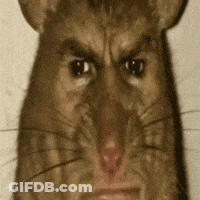 A Close Up Of A Rat With An Angry Look On Its Face . GIF