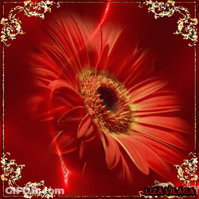 A Close Up Of A Red Flower On A Red Background With Lizavillaga In The Corner GIF