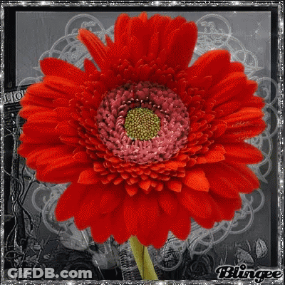 A Close Up Of A Red Flower With A Green Center GIF
