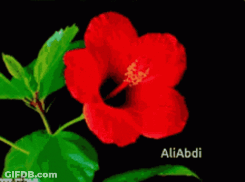 A Close Up Of A Red Flower With The Name Aliabbi On The Bottom GIF