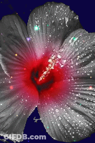 A Close Up Of A Red Flower With Water Drops On The Petals GIF