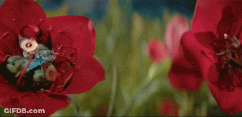 A Close Up Of A Red Flower With Yellow Leaves In The Background GIF