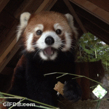 A Close Up Of A Red Panda Eating Something GIF