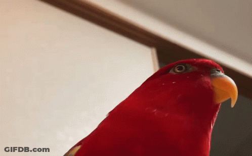 A Close Up Of A Red Parrot 'S Head With A Yellow Beak GIF