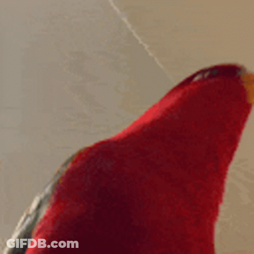 A Close Up Of A Red Parrot 'S Head With A Yellow Beak GIF