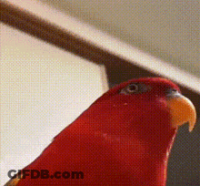 A Close Up Of A Red Parrot With A Yellow Beak Looking At The Camera GIF