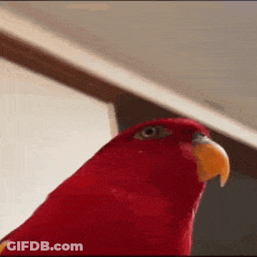 A Close Up Of A Red Parrot With A Yellow Beak Looking At The Camera GIF